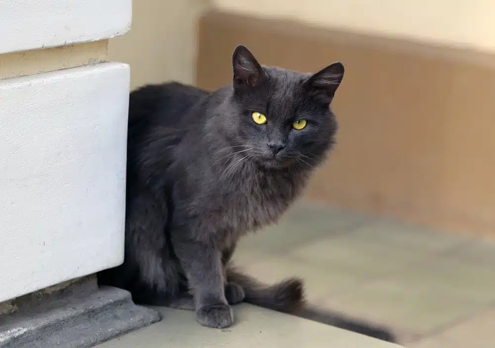 Fire Safety and Pets